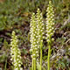 An abundance of flowers - white orchids