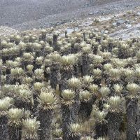 Field of Frailejones (James Richardson)