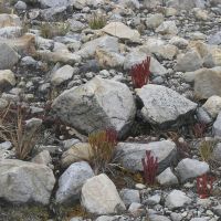 High Paramo plant life (James Richardson)