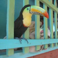 Day 1: Local Pet Toucan (James Richardson)