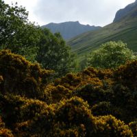 Gorse (Virginia Castick)