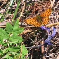 Small Pearl-bordered Fritillary (Dave Bone)