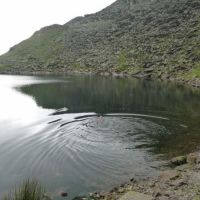 Midge doing what comes naturally in Blind Tarn (Virginia Castick)