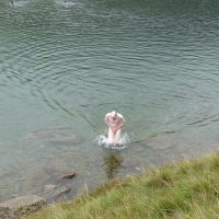 Guess who cooling off? Makes a change from bonfires (Virginia Castick)