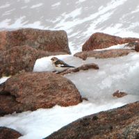 Snow Bunting (Colin Maddison)