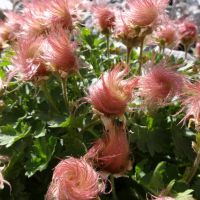 Even Alpine flowers can have a bad hair day (Jo Stratford)