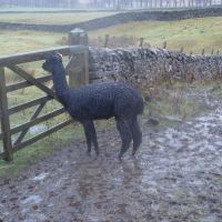 Lone alpaca in the rain (Dave Shotton)