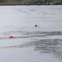 Michelle swimming in Llynnau Mymbyr (Dave Wylie)