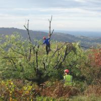 Mark at work in the ash tree (Dave Shotton)