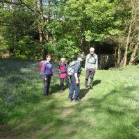 Amongst the bluebells below Strines Reservoir Dam (Dave Shotton)