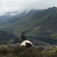 Monarch of the Glen (Mark Pilling)