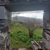 A view of the lower paddock and lovely daffs (Andy Stratford)