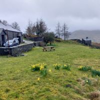 Daffodils in full effect (Andy Stratford)