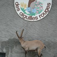 The World's tamest Ibex. (Duncan Lee)